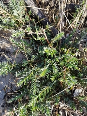 Chenolea diffusa