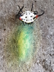 Gasteracantha sanguinea