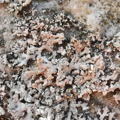 Erythricium aurantiacum