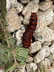 Battus philenor insularis