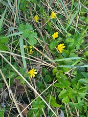 Ficaria verna