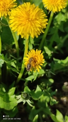 Apis mellifera