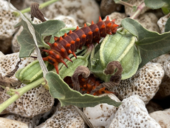 Battus philenor insularis