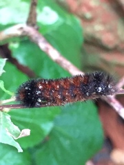 Pyrrharctia isabella