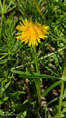 Taraxacum officinale