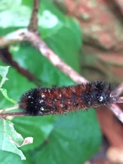 Pyrrharctia isabella