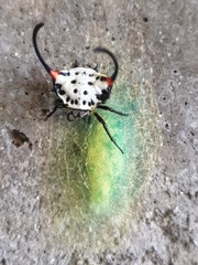 Gasteracantha sanguinea