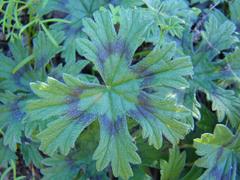 Pelargonium articulatum
