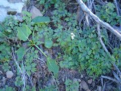 Pelargonium articulatum