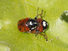 Cryptocephalus cordiger