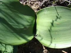 Haemanthus