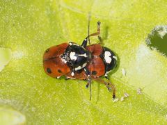 Cryptocephalus cordiger