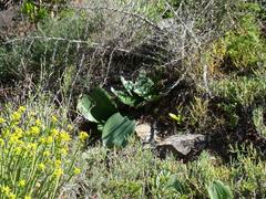 Haemanthus