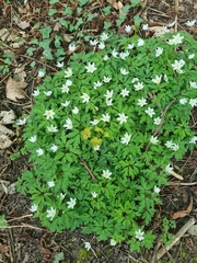 Anemonoides nemorosa