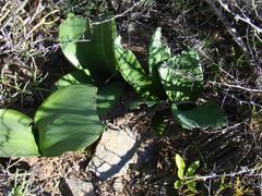 Haemanthus