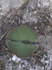 Brunsvigia orientalis