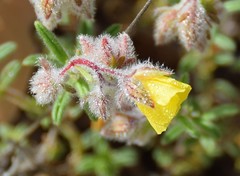 Helianthemum hirtum