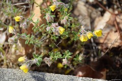 Helianthemum hirtum