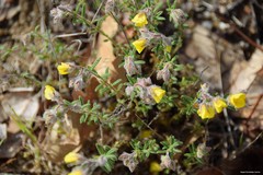 Helianthemum hirtum