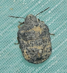 Psacasta tuberculata
