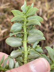 Euphorbia anthonyi