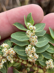 Euphorbia anthonyi