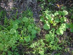 Pelargonium odoratissimum
