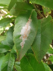 Phyllonorycter leucographella