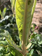Formicoidea