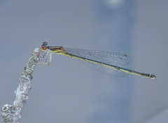 Enallagma dubium