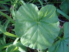 Pelargonium odoratissimum