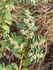 Euphorbia anthonyi