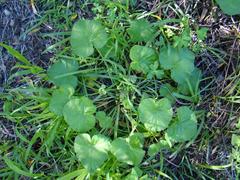 Pelargonium odoratissimum