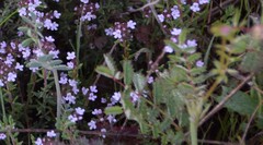 Coronilla minima lotoides