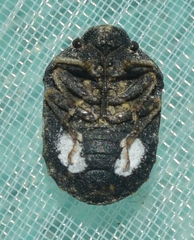 Psacasta tuberculata