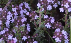 Thymus vulgaris
