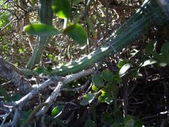 Euphorbia nesemannii