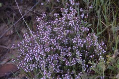 Coronilla minima lotoides