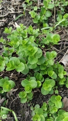Lysimachia nummularia