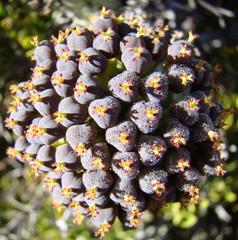 Euphorbia nesemannii