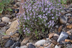 Thymus vulgaris