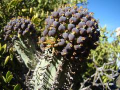 Euphorbia nesemannii