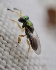 Mesopolobus tibialis
