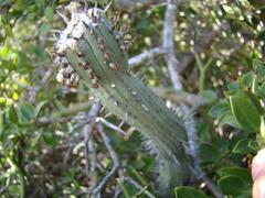 Euphorbia nesemannii