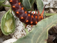Battus philenor insularis