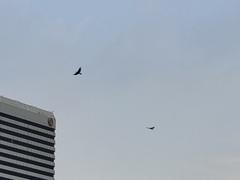 Corvus macrorhynchos levaillantii