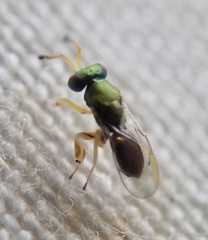 Mesopolobus tibialis