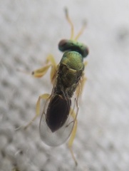 Mesopolobus tibialis
