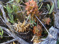 Astroloba rubriflora