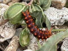 Battus philenor insularis